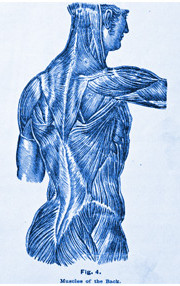 Blue Spine Musculature Sketch